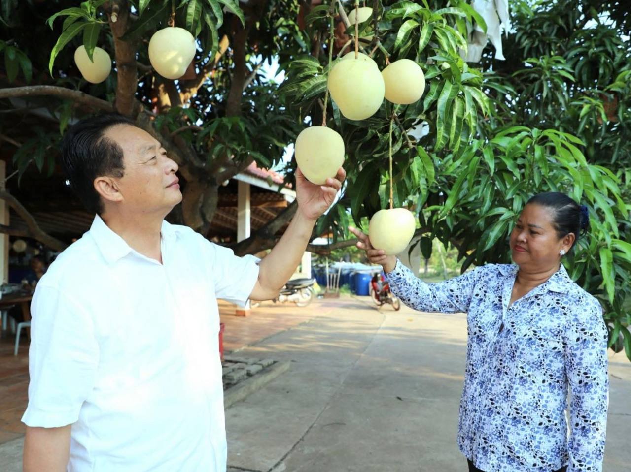 ឯកឧត្តមបណ្ឌិត ម៉ុង ឫទ្ធី អញ្ជើញនាំយកផ្លែស្វាយប្រភេទប៉ោមអូស្ត្រាលី និងកែវទឹកឃ្មុំ មកចែកជូនខុទ្ទកាល័យថ្នាក់ដឹកនាំព្រឹទ្ធសភា ខុទ្ទកាល័យឯកឧត្តមអគ្គលេខាធិការ គណៈកម្មការទាំង១០ ការិយាល័យអមក្រុមភូមិភាគទាំង៨ និងអមក្រុមសមាជិកាព្រឹទ្ធសភា